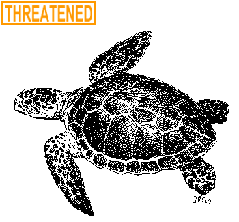 Loggerhead Sea Turtle Illustration