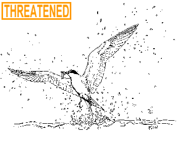 Least Tern Illustration