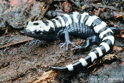 Marbled Salamander