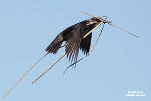 Purple martin