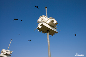 Purple martin house