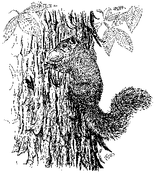 Illustration of gray squirrel with mast