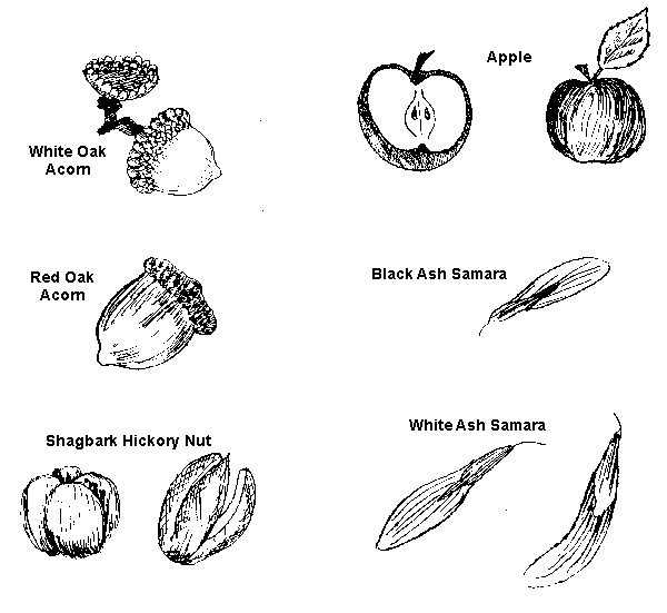 Drawing of examples of mast, the dry fruit from woody plants