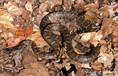 Eastern Milksnake