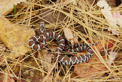 Eastern Milksnake