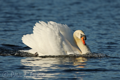 Mute Swan