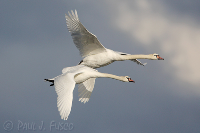 Flying mute swans