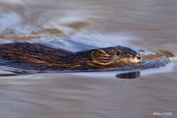 Muskrat