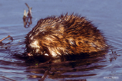 Muskrat