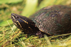 Common Musk Turtle