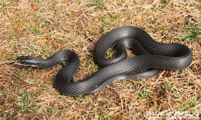 black racer snake bite