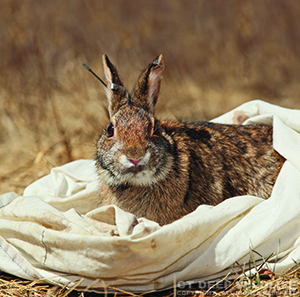 New England cottontail