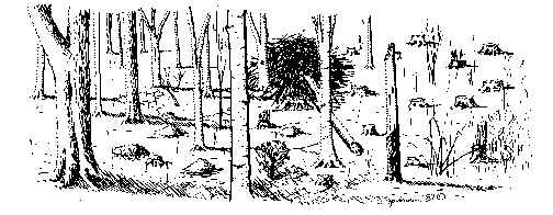 Illustration of a forest opening.