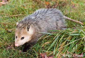 Is Trapping an Opossum Legal?