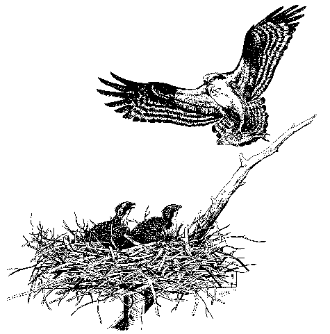 Illustration of Osprey at Nest