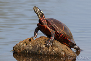 Painted Turtle