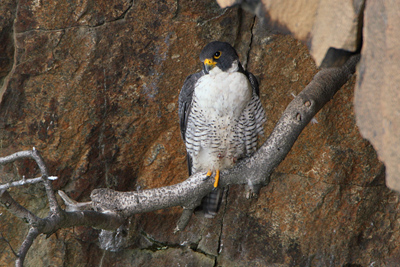 Peregrine falcon near a cliff