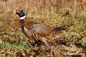 Ring-necked Pheasant