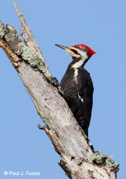 Pileated Woodpecker