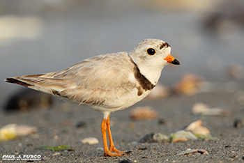 Piping Plover