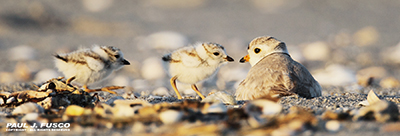 Piping plover and chicks