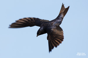 Purple martin flying