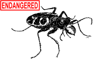 Puritan Tiger Beetle Illustration