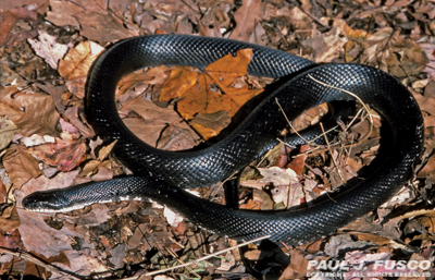 Gray ratsnake - Wikipedia