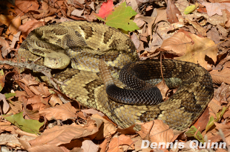 eastern timber rattlesnake