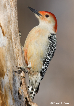 Red-bellied Woodpecker