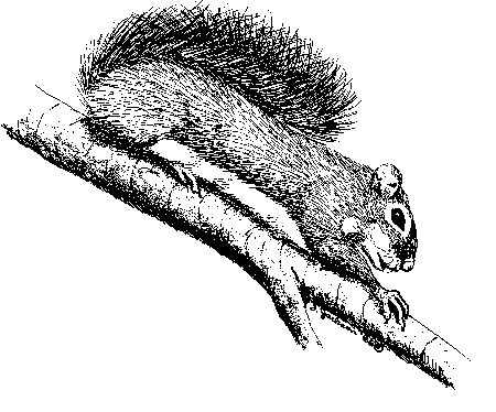 how to draw a squirrel climbing a tree