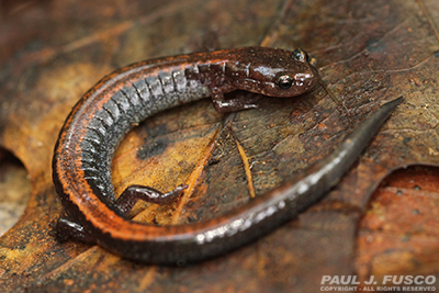 Litton's Fishing Lines: Swartswood State Park NJ Salamanders