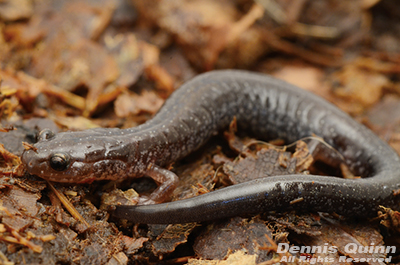 Redback Salamander