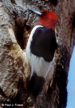 Red-headed Woodpecker