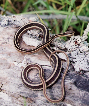 Common Ribbonsnake