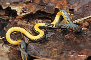 Northern Ring Necked Snake