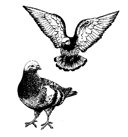 Rock Pigeon Illustration