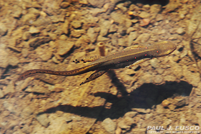 orange salamander poisonous