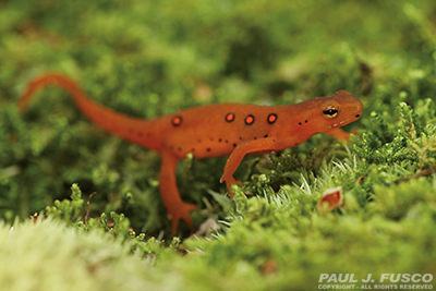 orange spotted salamander