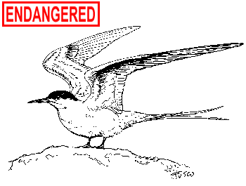 Roseate Tern Illustration