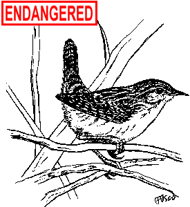 Sedge Wren Illustration