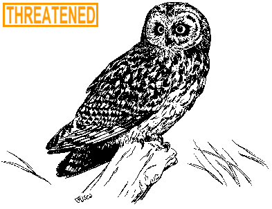Short-eared Owl illustration