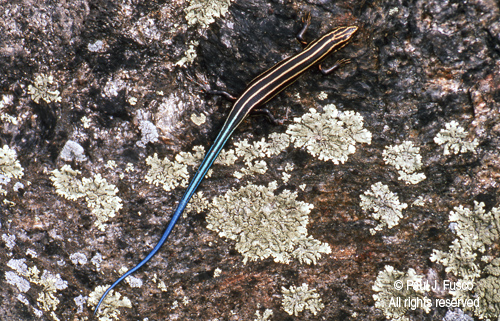 New York Lizards: The Five-Lined Skink - New York Almanack