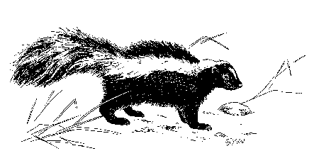 Eastern Striped Skunk