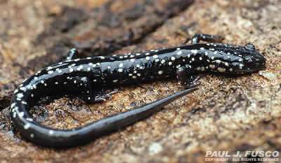 costal groove salamander