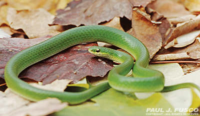 smooth green snake vs rough green snake