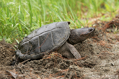 Tortuga mordedora común