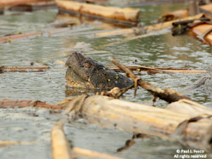 Tortuga mordedora común