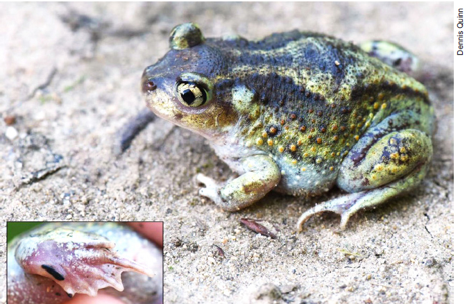 Eastern Spadefoot