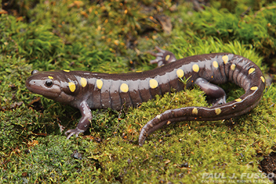 Tüpfelsalamander